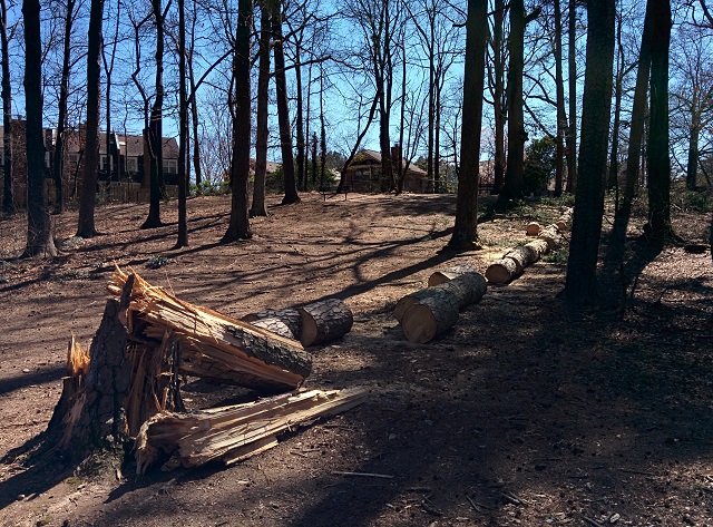 A fallen tree near Adair Dog Park in Decatur, Ga. The tree fell on the night of March 12. Photo by Dan Whisenhunt