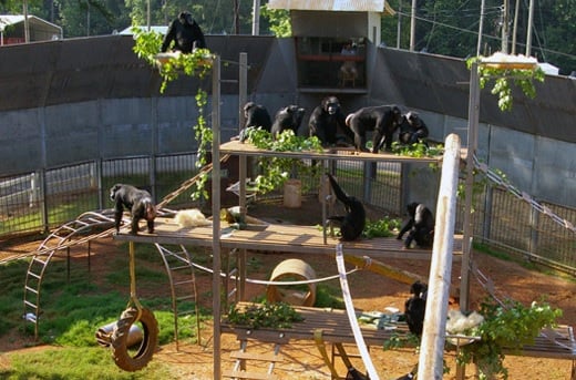 Chimpanzees at the Yerkes National Primate Research center. Photo from www.emory.edu. 