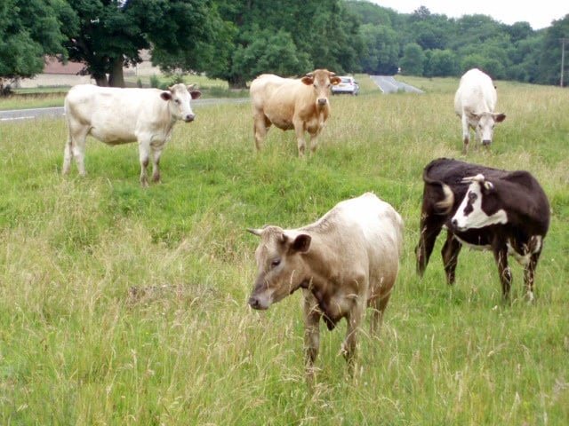 Merica cows. 