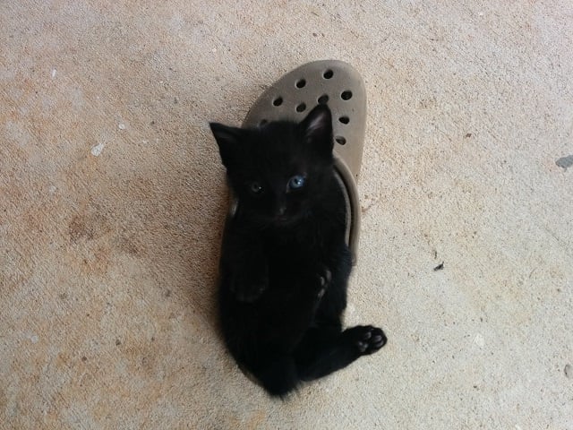 This Alabama barn kitten says, "Life is a Croc." Photo by Dan Whisenhunt, who was squeeing the whole time. 