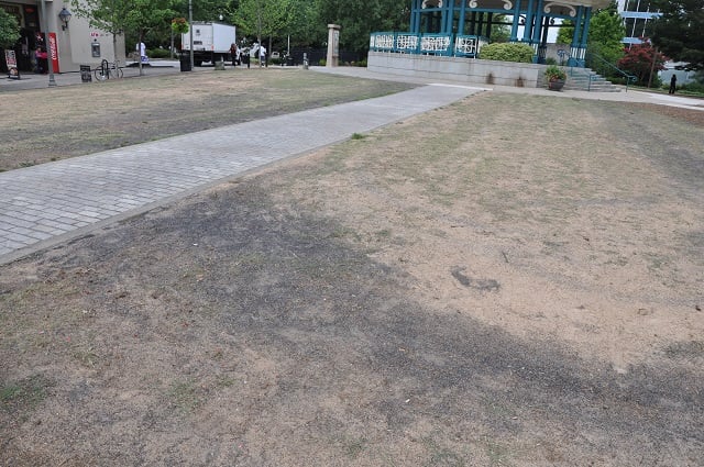 The lawn on the Decatur Square isn't looking too good these days. Photo by Dan Whisenhunt, taken on July 10. 