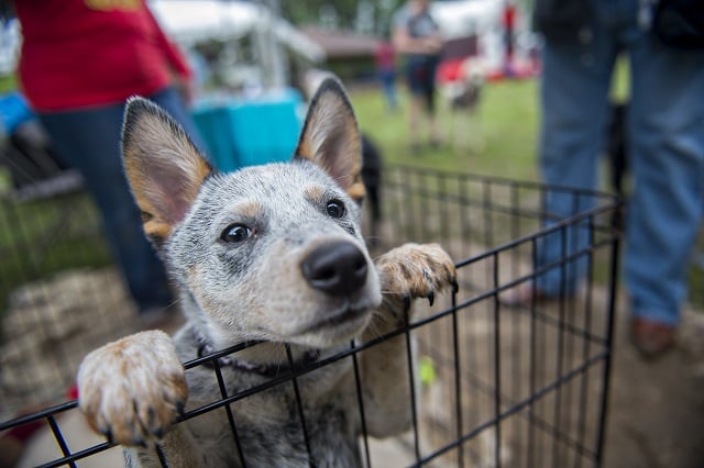 Wallie, a 14 week blue heeler, waits to be petted by people attending an April PAWS for the Cause event. Photo by Jonathan Phillips