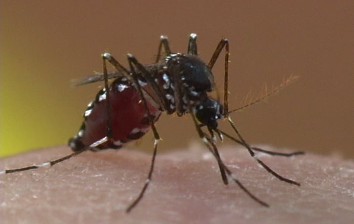 An Asian Tiger mosquito. Photo provided by Orkin.