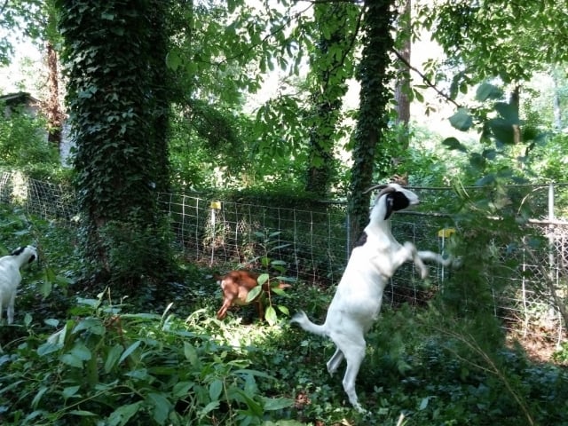 Murphy said the goats cleaning his yard are fun to watch. Photo by TJ Murphy