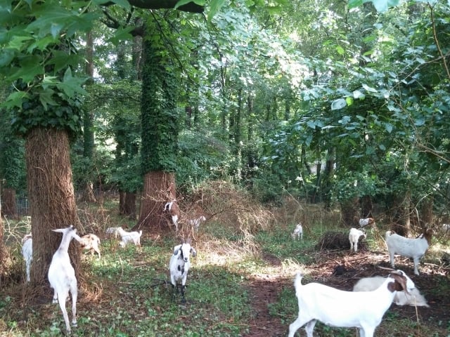 Goats from Get Your Goat  Rentals clean up TJ Murphy's yard. Photo by TJ Murphy