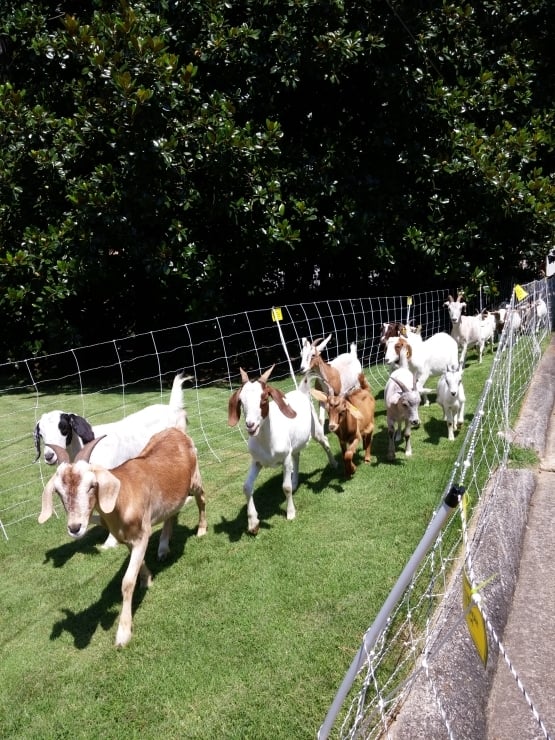 Sunny Goats in fence - Get Your Goat