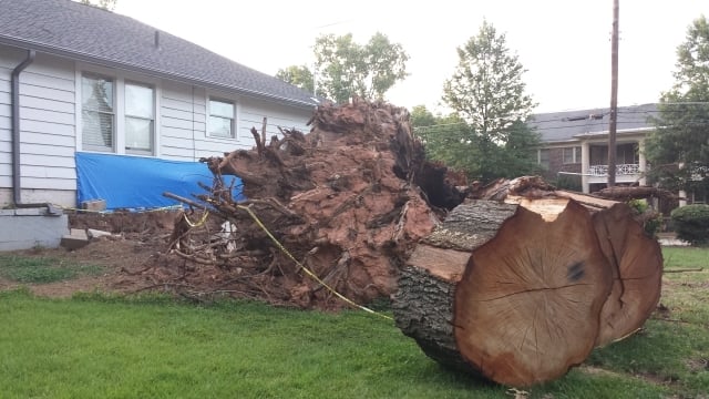 The massive trunk of the 300-yr-old tree and two remnants that Trinity Title owner Larry McDonald hopes to have turned into a memorial. Photo on July 16, 2015 by Dena Mellick