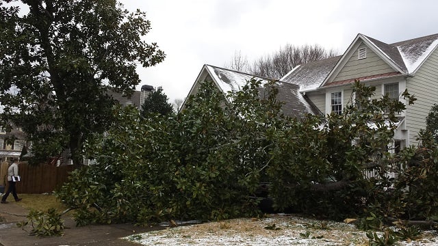The large tree that came down blocks the driveway and came down on top of a car. Photo by Dena Mellick